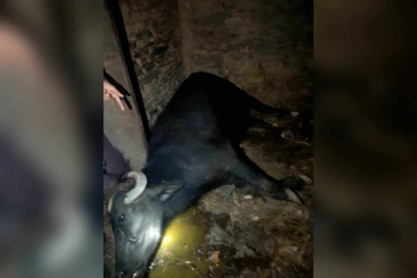 बैतडीमा चट्याङ लागेर एक भैंसी र दुई बाख्रा मरे, चार घरमा क्षति 